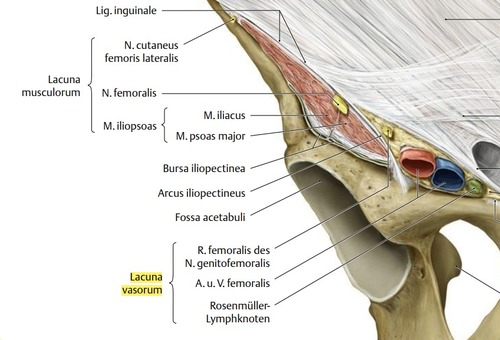 Untere Extremitt Lacuna Musculorum Und Lacuna Vasorum Surgical Anatomy